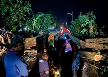 Hujan Lebat dan Angin Kencang Sebabakan Sejumlah Pohon di Desa Bogangin Tumbang