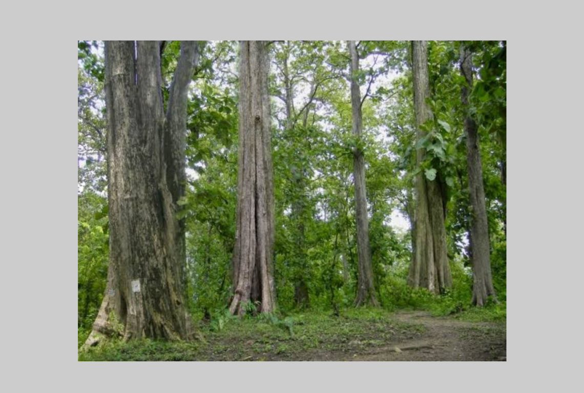 Bioekonomi Kehutanan, Utopia Bojonegoro Masa Depan