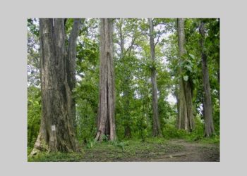 Bioekonomi Kehutanan, Utopia Bojonegoro Masa Depan