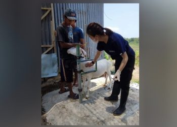 Sukamse, Susu Kambing Peternak Bojonegoro