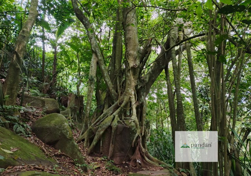 Pandan Foundation: Merawat Ekosistem Gunung Purba