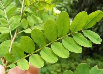 Mengenal Indigofera, Tanaman Primadona Para Peternak