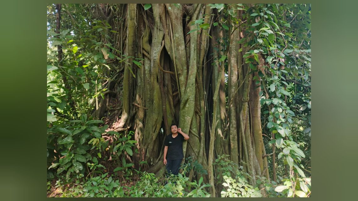 Poneglyph: Berkomunikasi dan Mendengar Pohon Bercerita