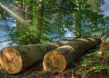 Akar Kehidupan Membentuk Pohon Harapan