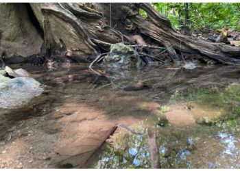 Raja Baletung dan Spirit Ekologi Bojonegoro