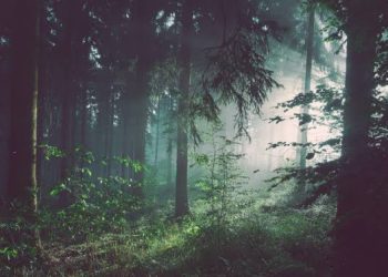 Bersinergi Wujudkan Lingkungan Lestari 