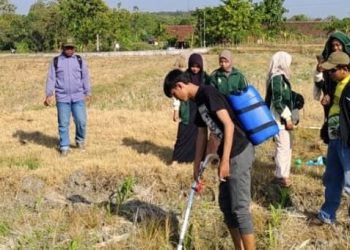 Pengendalian OPT dan Pengaplikasian Alat Bantu Pupuk pada Tanaman Jagung Oleh KKN Unugiri Desa Nglampin