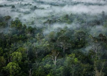 IKL 2024: Papua Wilayah dengan Kualitas Lahan Terbaik