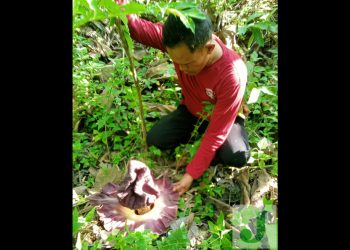 Penemuan Bunga Bangkai di Pagerwesi Bojonegoro bikin Antusias Warga