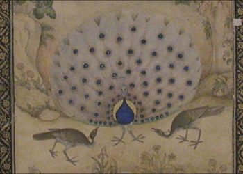 Mantiqut Tayr dan‎ Merak Hijau dari Utara