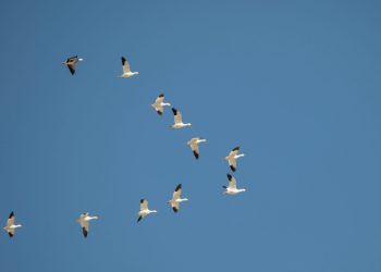 Yang Lulusan Tinggi Lebih Sering Pergi? Ini Kata Riset BRIN