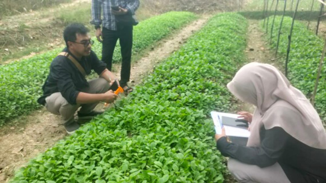 Pemkab Bojonegoro Salurkan Benih Tembakau Unggul, Petani Bidik Panen Lebih Produktif