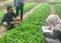 Pemkab Bojonegoro Salurkan Benih Tembakau Unggul, Petani Bidik Panen Lebih Produktif