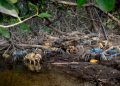 Mekanisme Kepiting: Merawat Pesisir, Menjaga Keberlanjutan