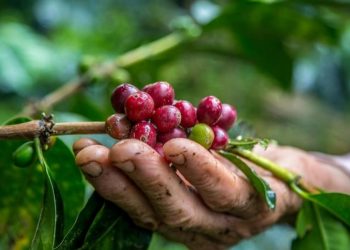 Hari Kopi Internasional: Melihat Dunia dari Secangkir Kopi yang Kental
