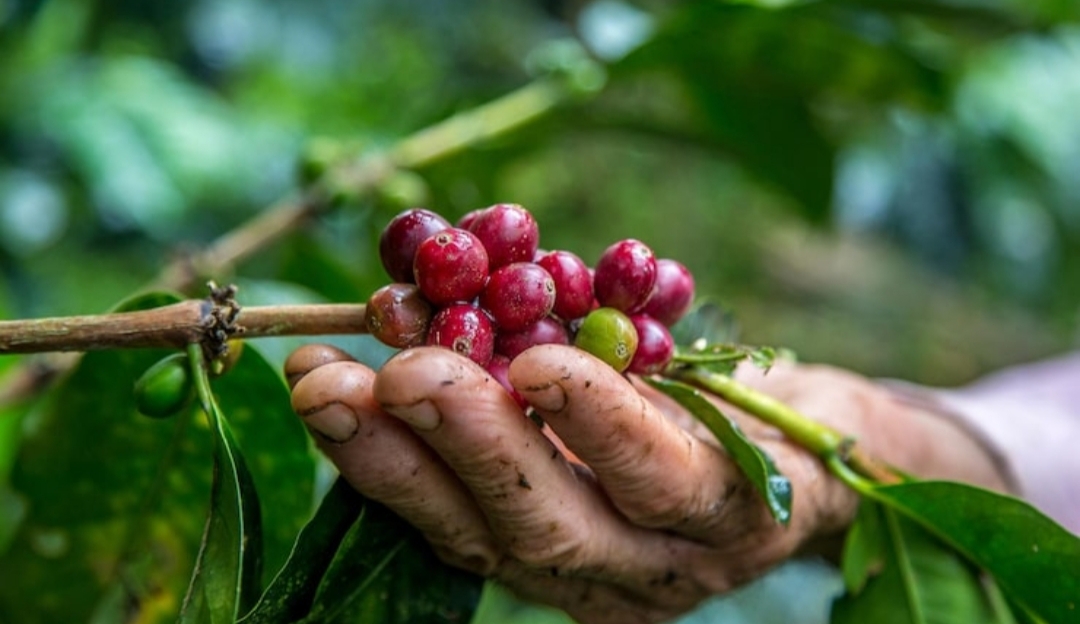 Hari Kopi Internasional: Melihat Dunia dari Secangkir Kopi yang Kental
